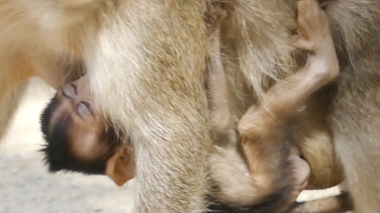 Cutest Baby Monkey Hugging Mom, Adorable Baby Monkey Looks Very Lovely
