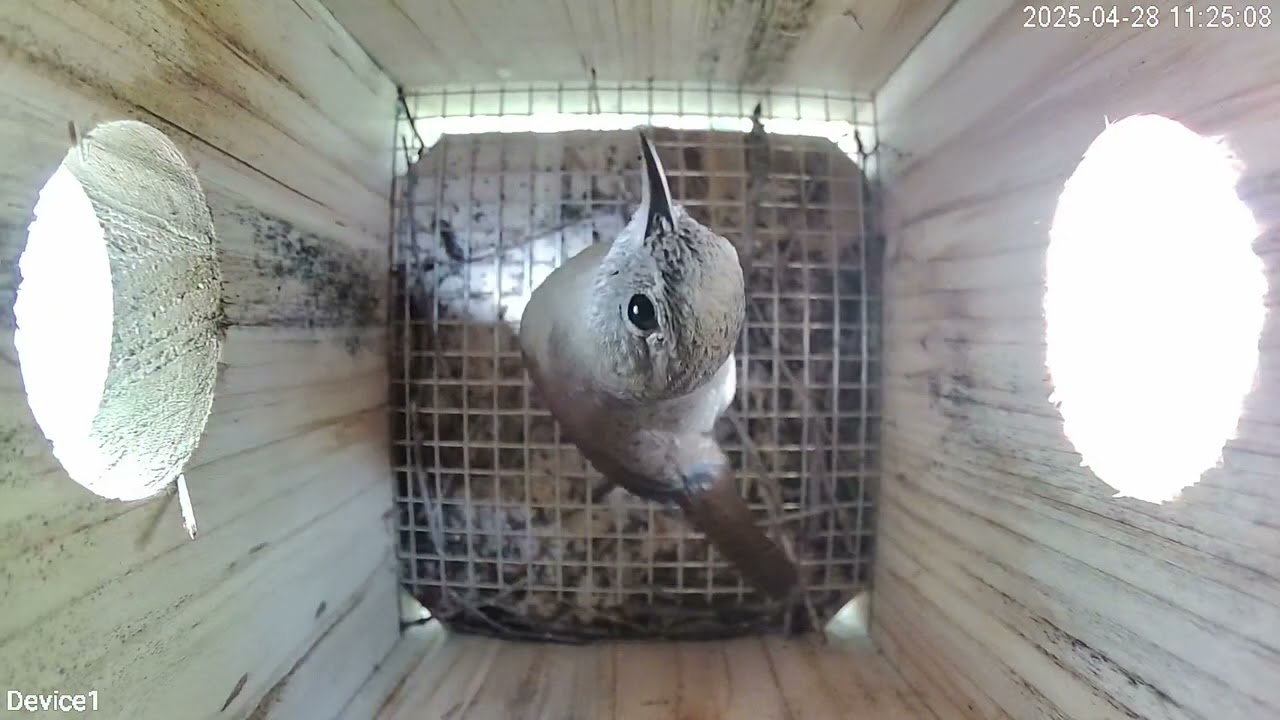 A Full Lifecycle In A Birdhouse - Nest Building, Egg Laying, Birth, Leaving The Next