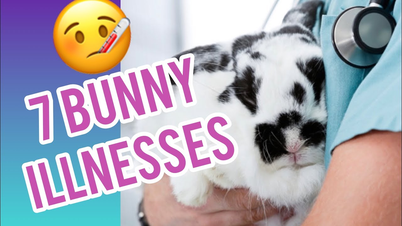 What’s Wrong With My Rabbit? ~ Bunny Health Problems