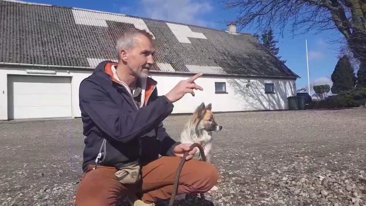 MIN HUND JAGTER BILER   FOR ALVOR