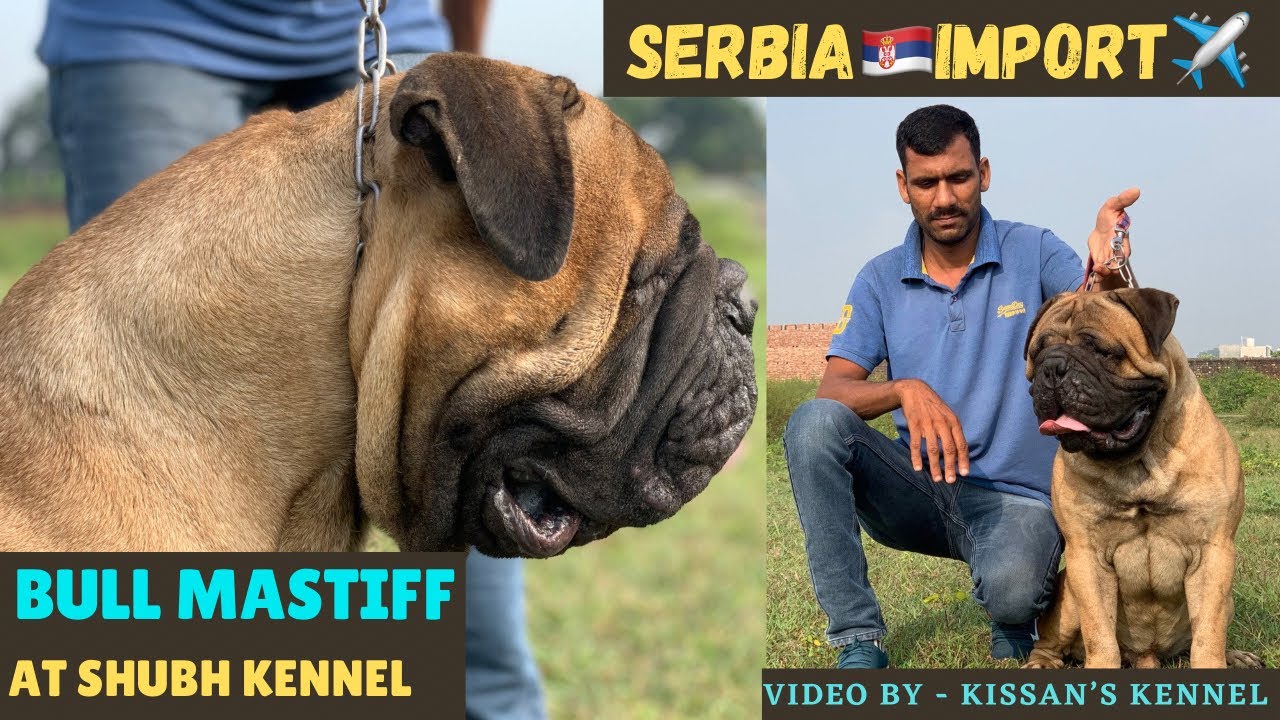 Shubh kennel  Ravi Saini