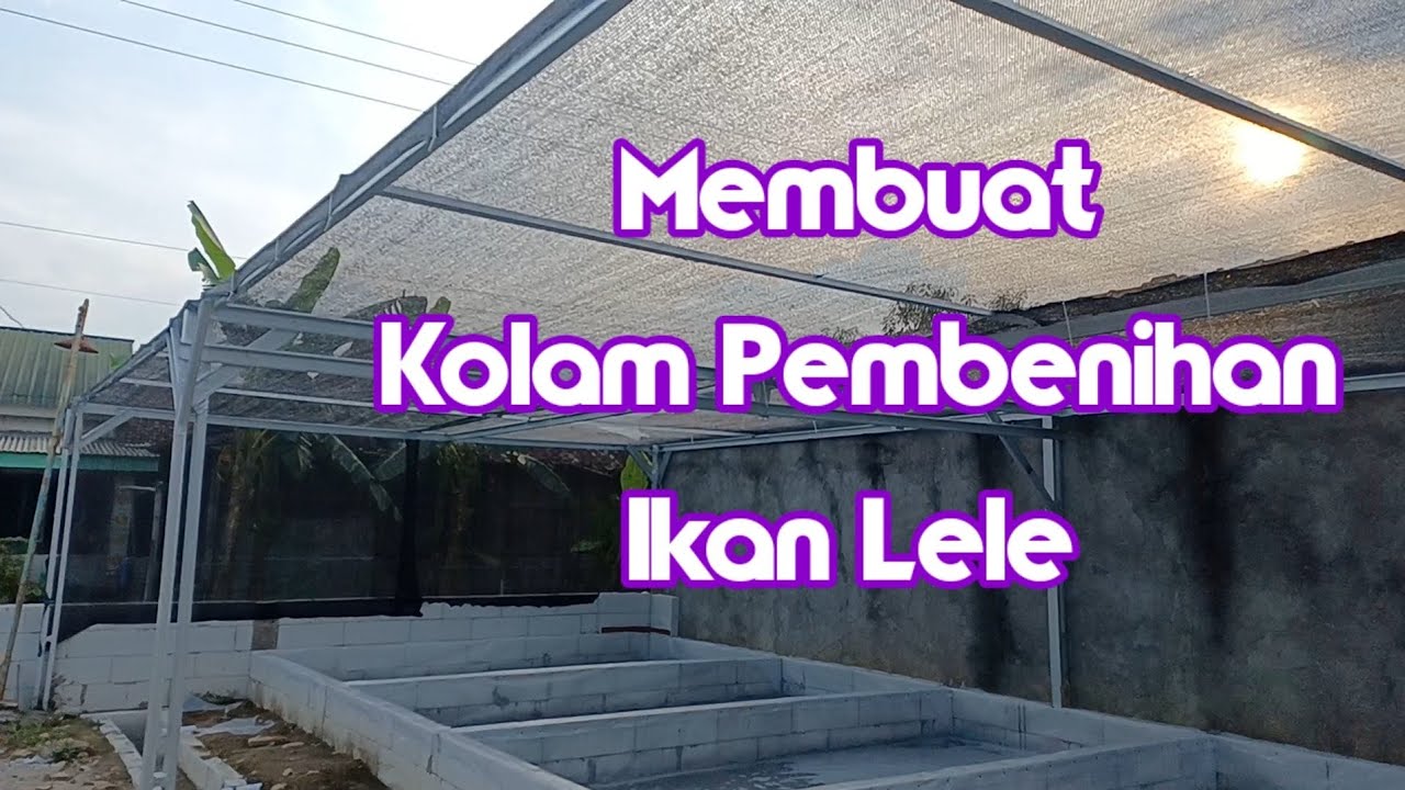 Cara membuat kolam pemijahan atau pembenihan ikan lele