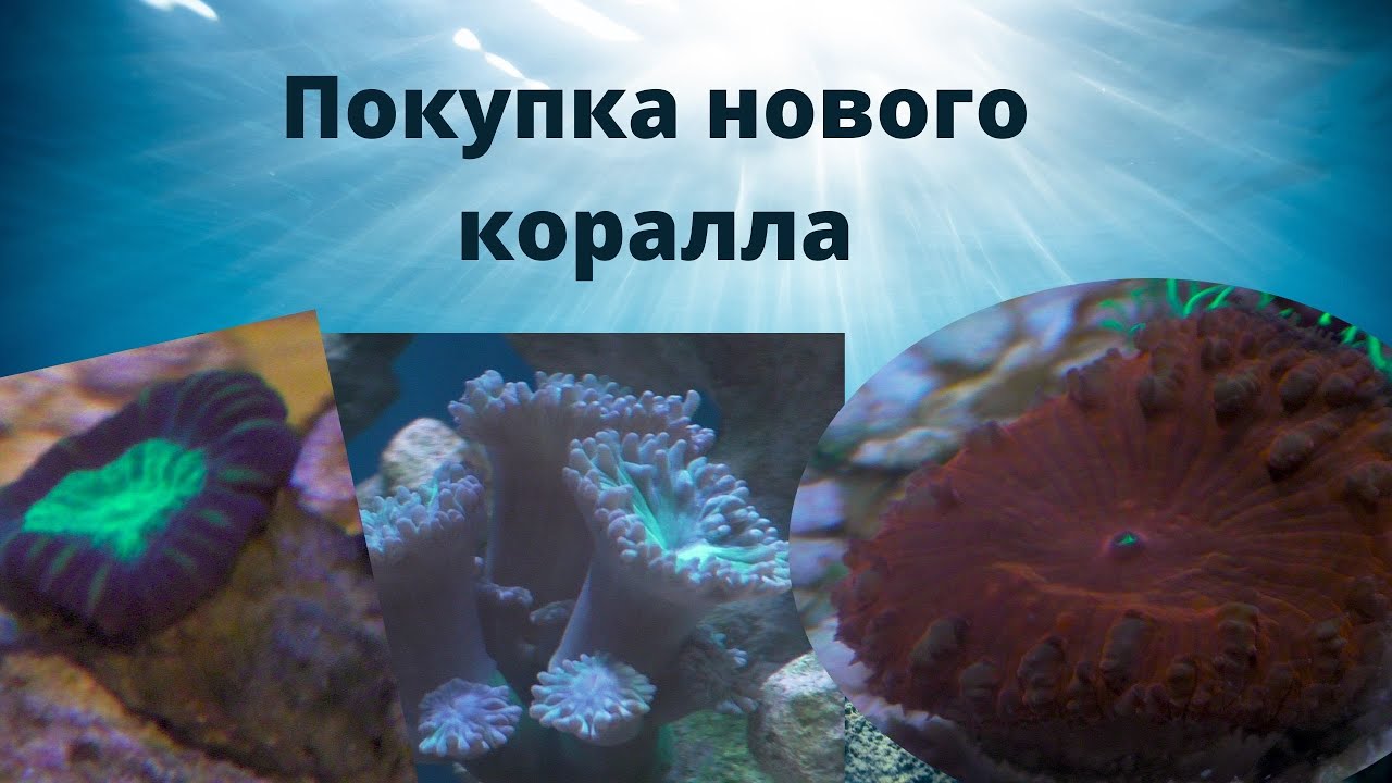 Как купить коралл