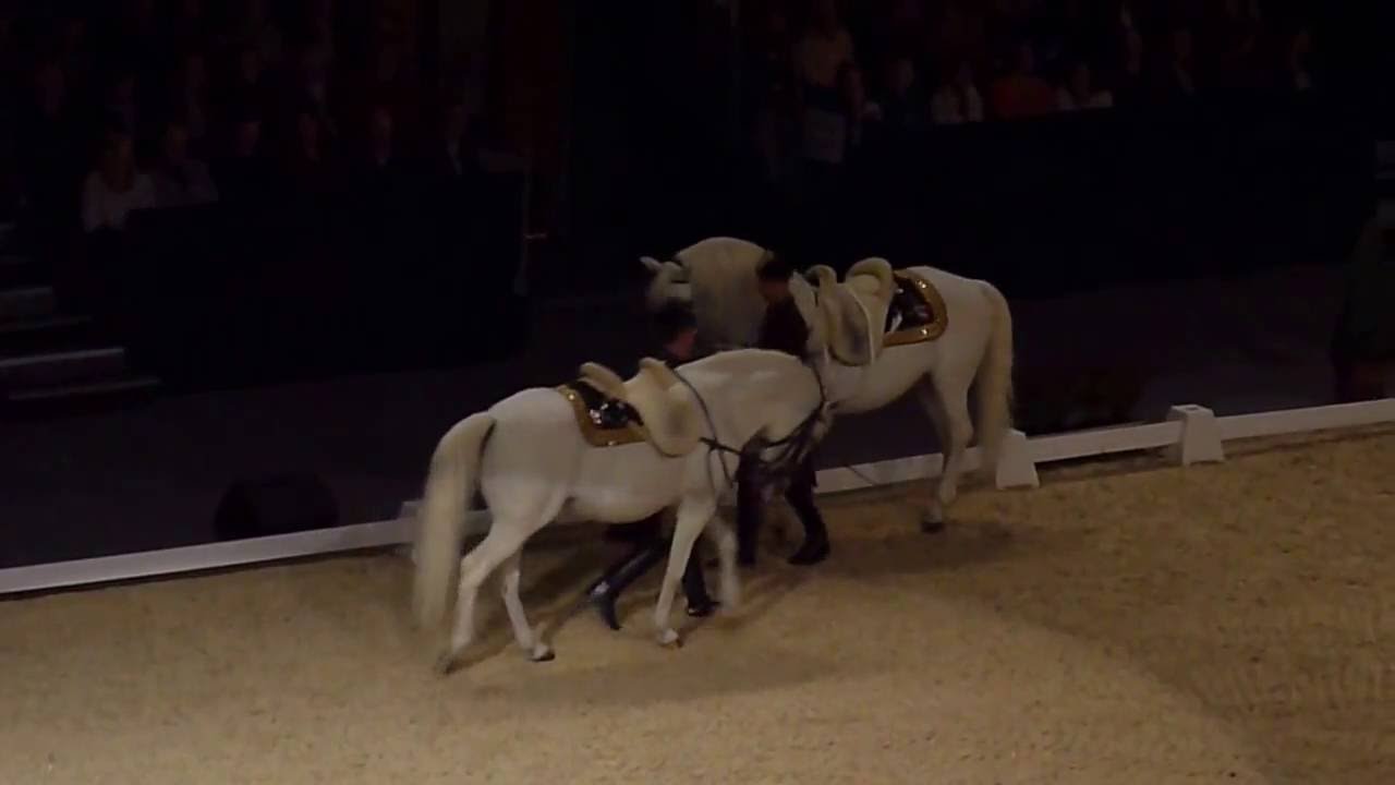 The Spanish Riding School of Vienna 03