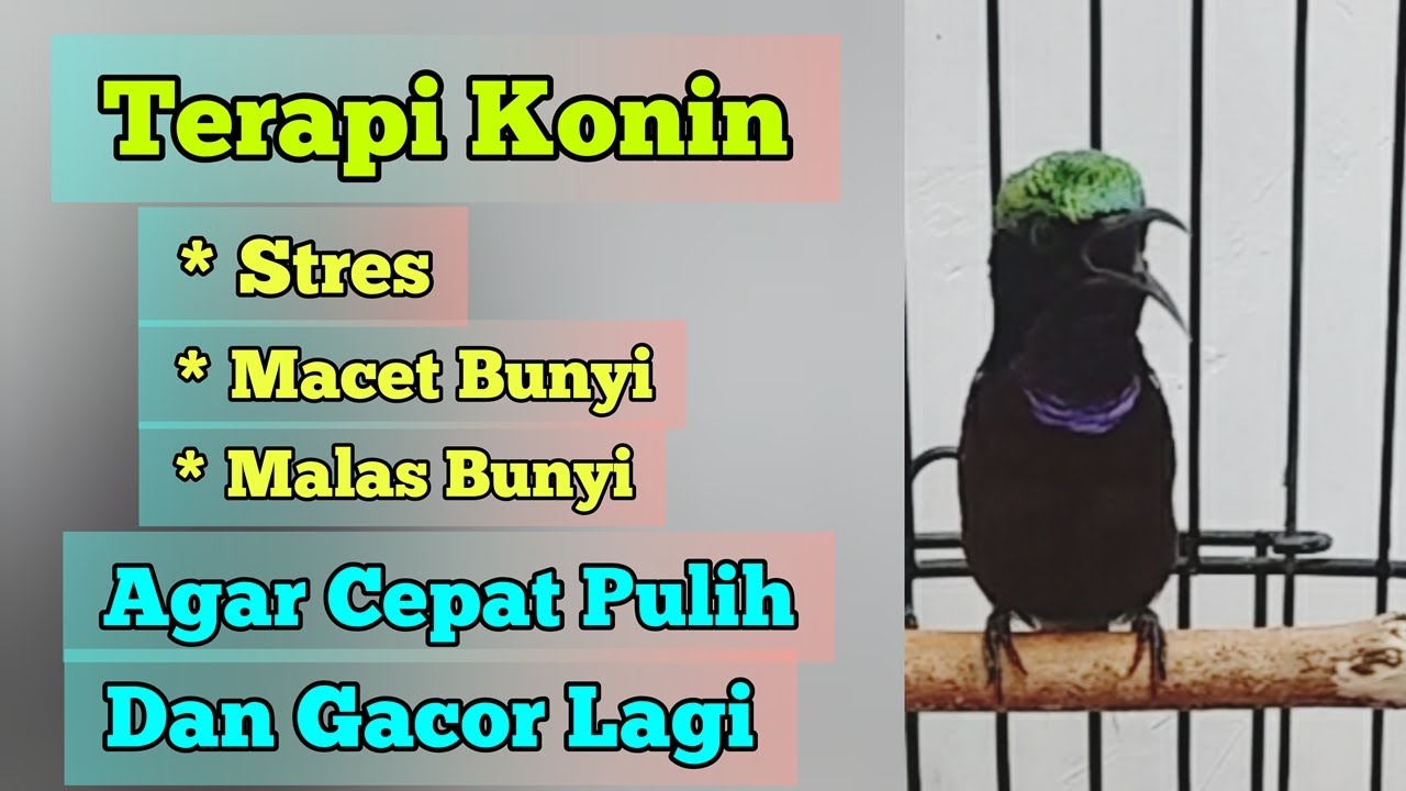 Terapi Konin Stres Macet Bunyi dgn Suara Air + Suara Konin Ini Agar Kembali Gacor || Situs Kicau