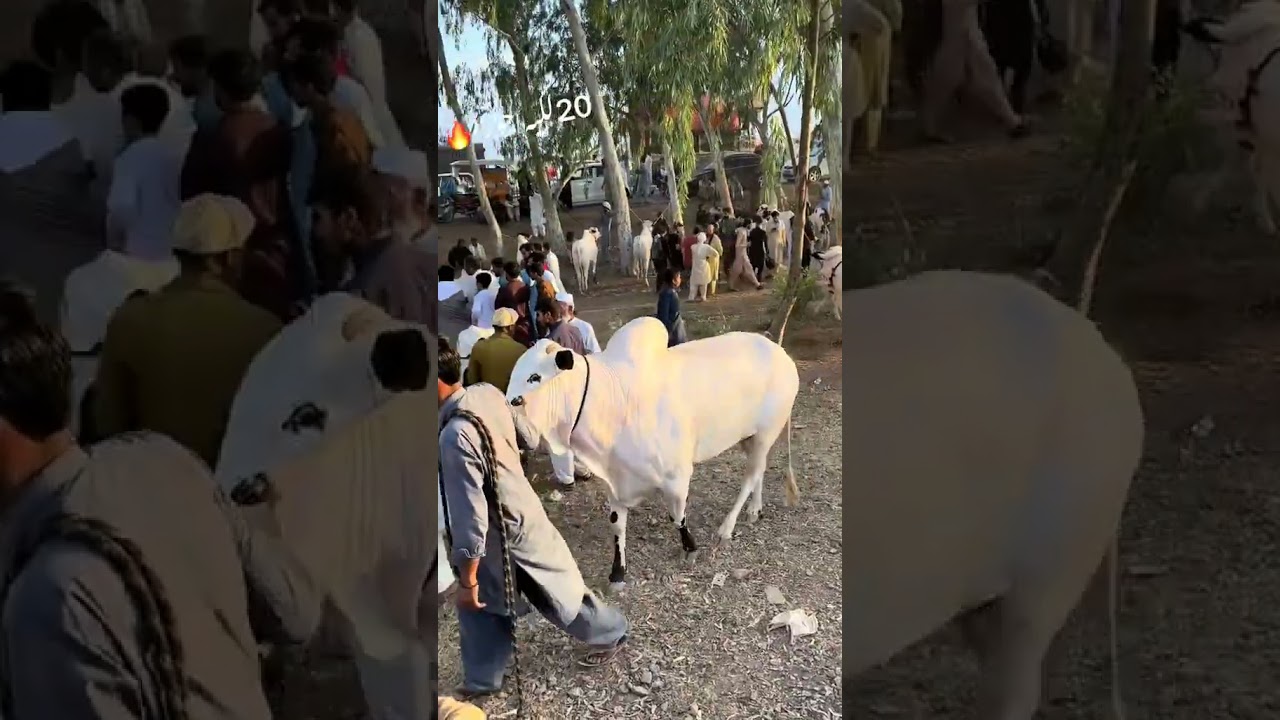 #viralvideo #لکھ20#nukrabull #verybeautifull