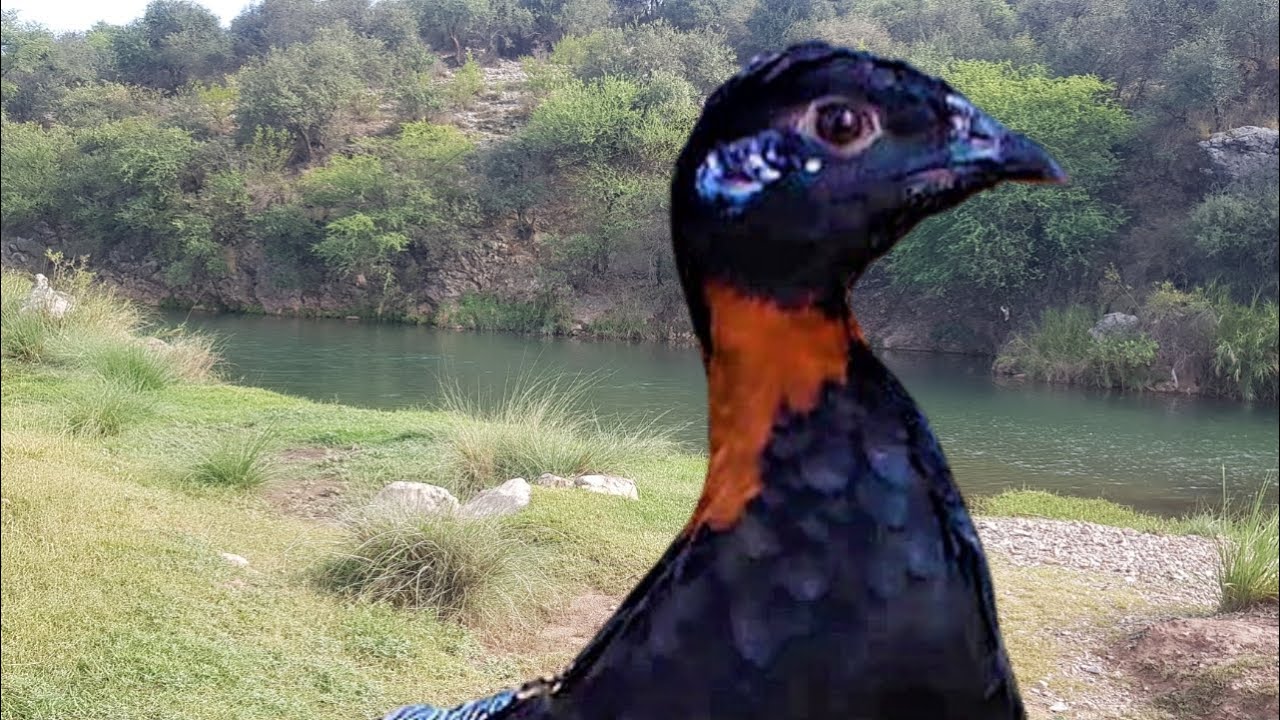 Kala Teetar New Video