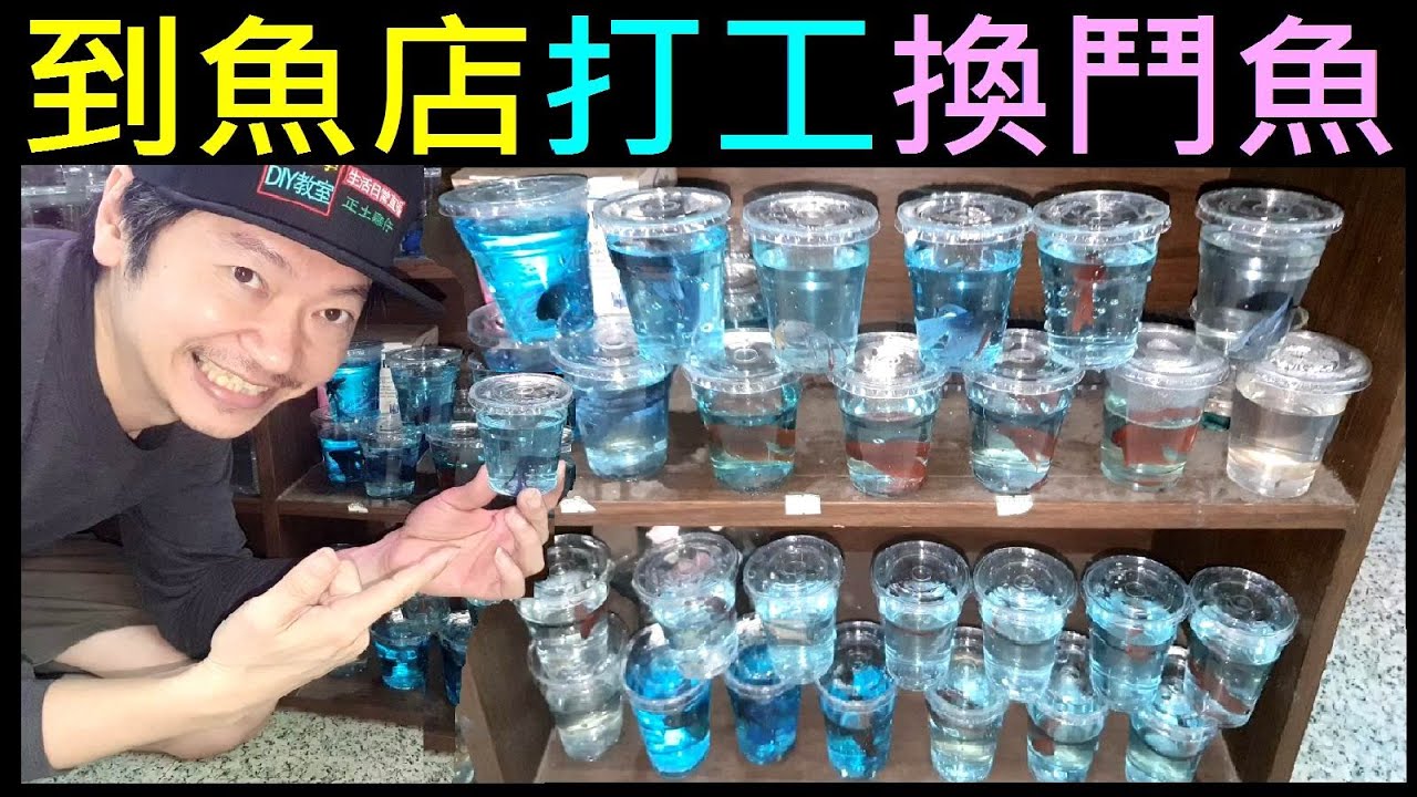 魚店打工換鬥魚 Bought a whole batch of fighting fish