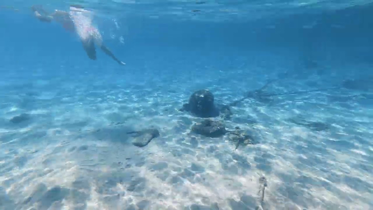 Krasser blauer Fisch, Hurghada, Eden Beach