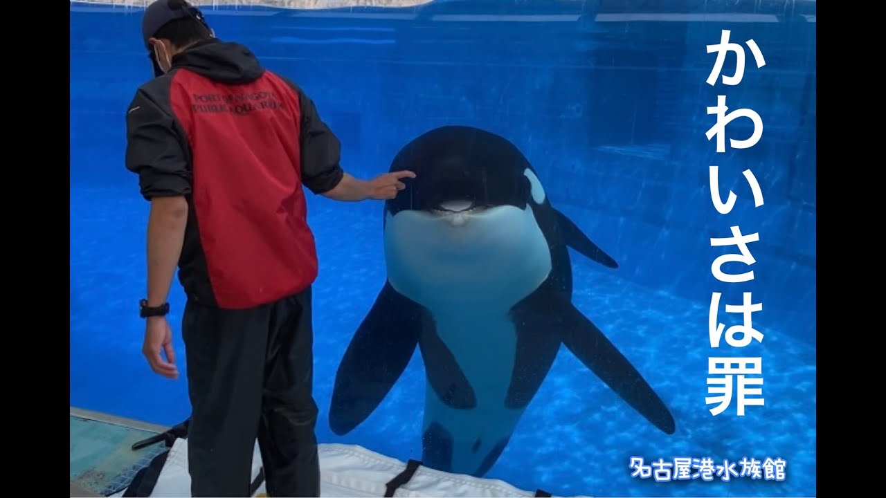 トレーナーさんと一緒に安全確認？する「アース」　＠名古屋港水族館