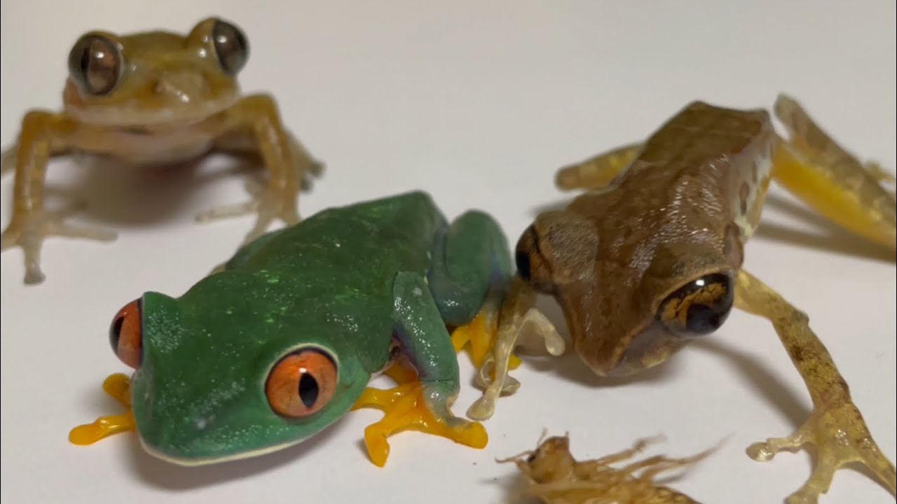 Try again and again✨🐸 Frog & Frog & Frog！