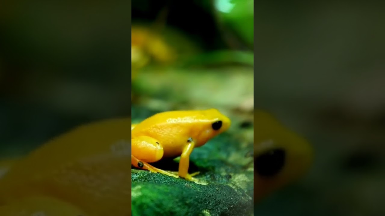 Yellow Frog 🐸