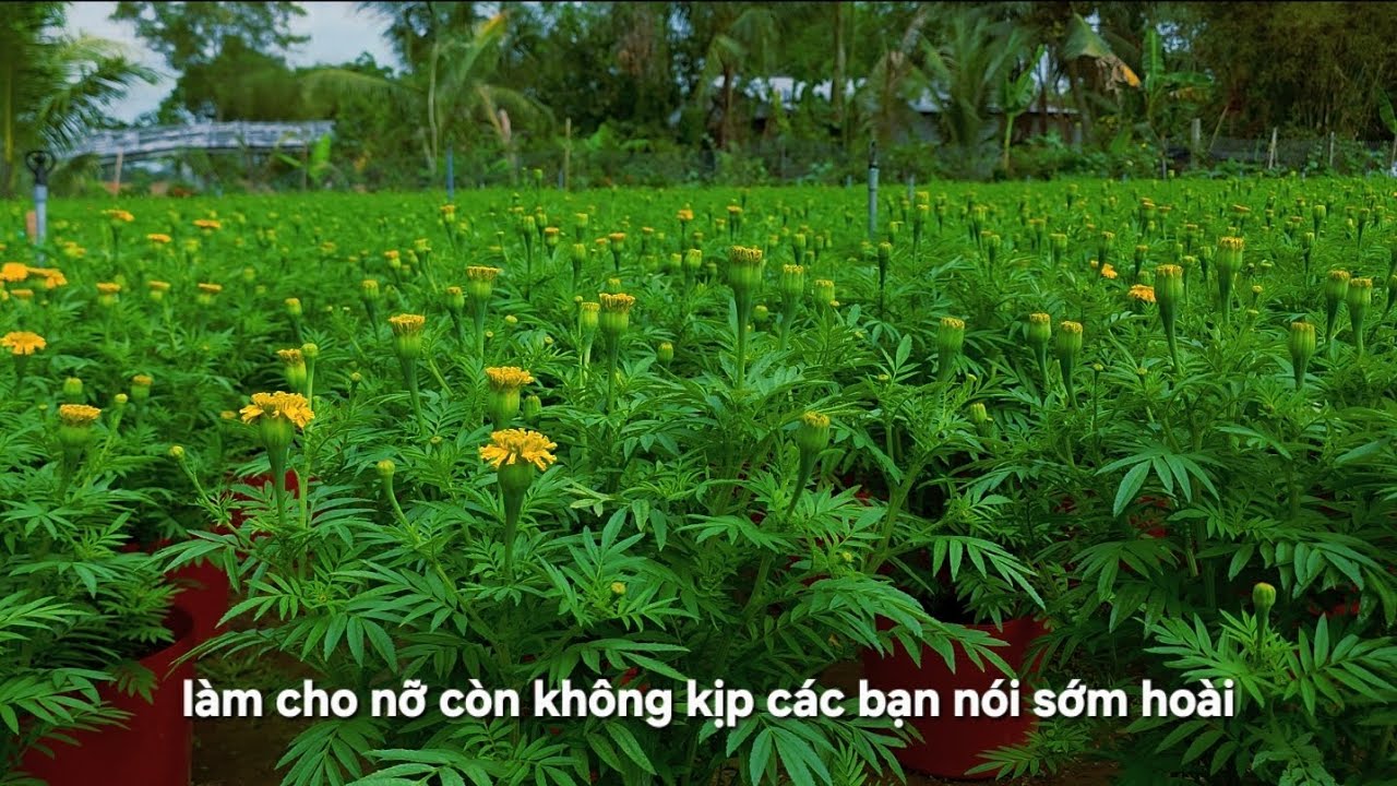 Làm cho nỡ còn không kịp các bạn nói sớm sớm hoài 