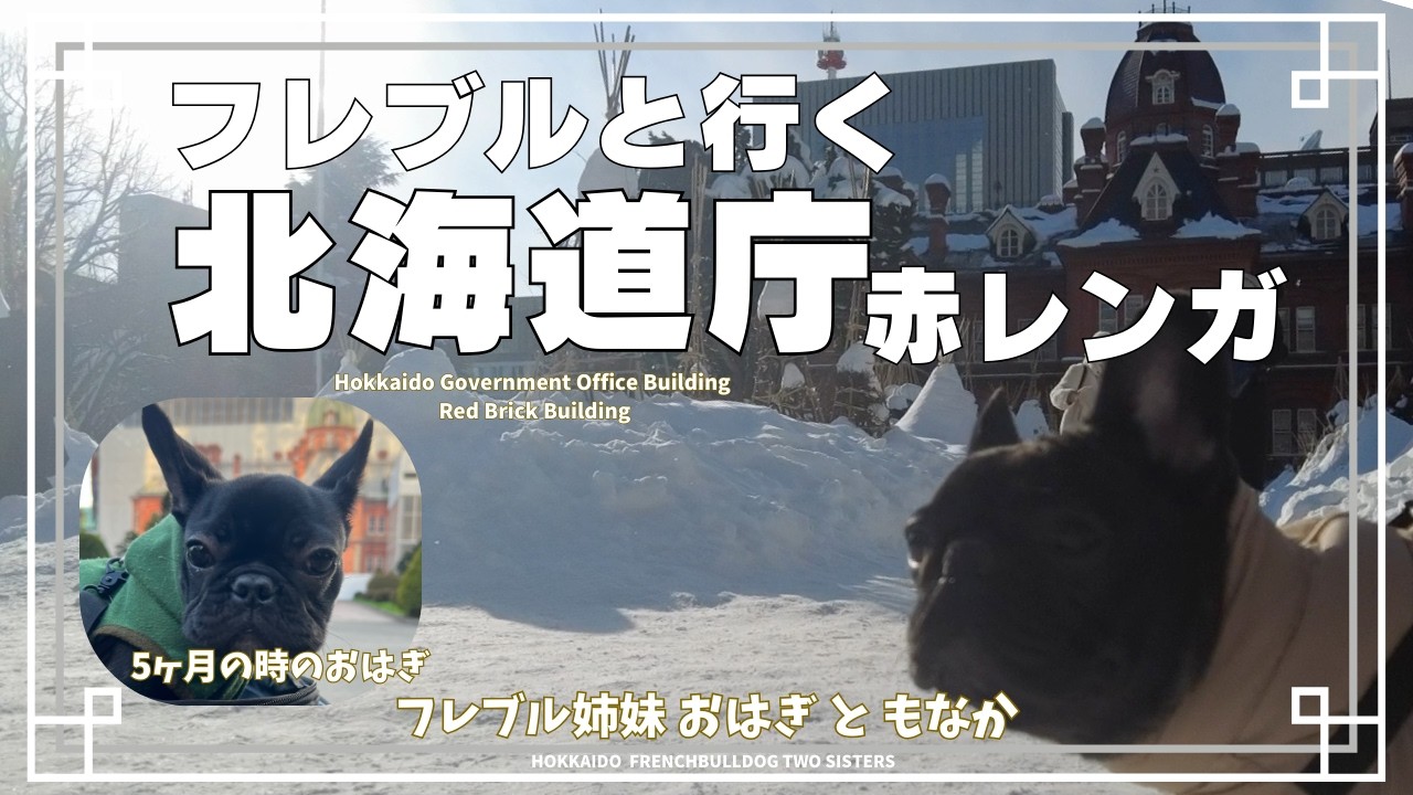 【北海道フレブル】北海道庁赤レンガ散歩｜Hokkaido French Bulldog/Stroll Around the Hokkaido Government Red Brick Building