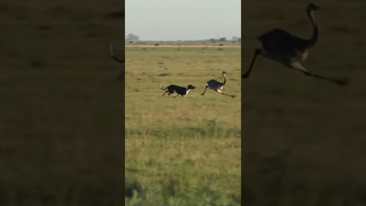 Galgos vs avestruz  mano a mano #perro #carreradegalgos #cazeria #perros #galgo #galgos #galgsespa&ntilde;a