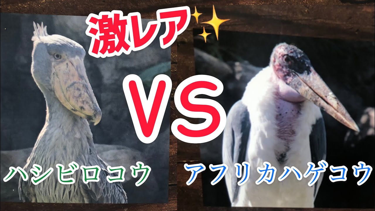激レア！！ハシビロコウが喧嘩？飛ぶ？！ハゲコウに喧嘩を売りにいく！！