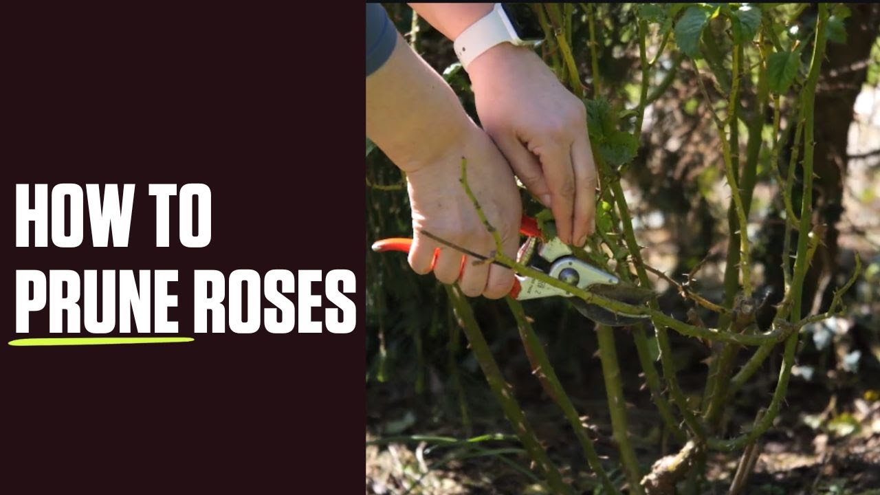 How to Prune Roses