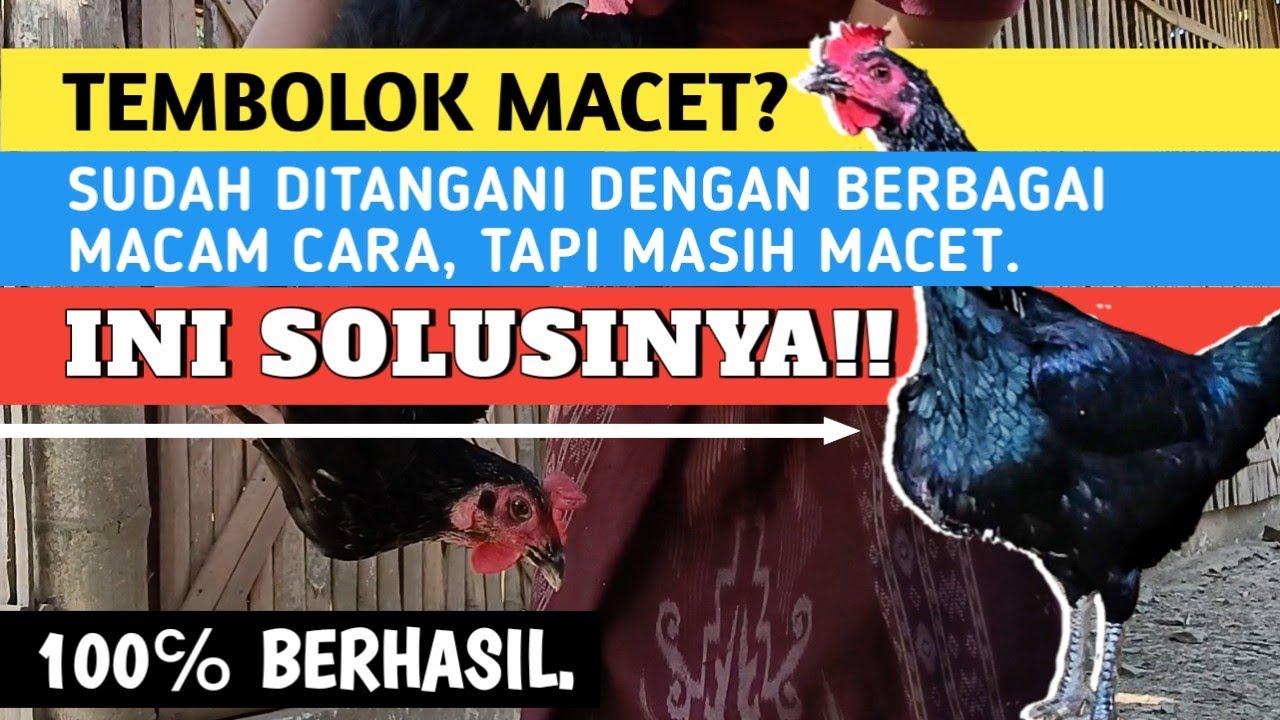 Cara Ampuh Atasi Tembolok Ayam Macet.