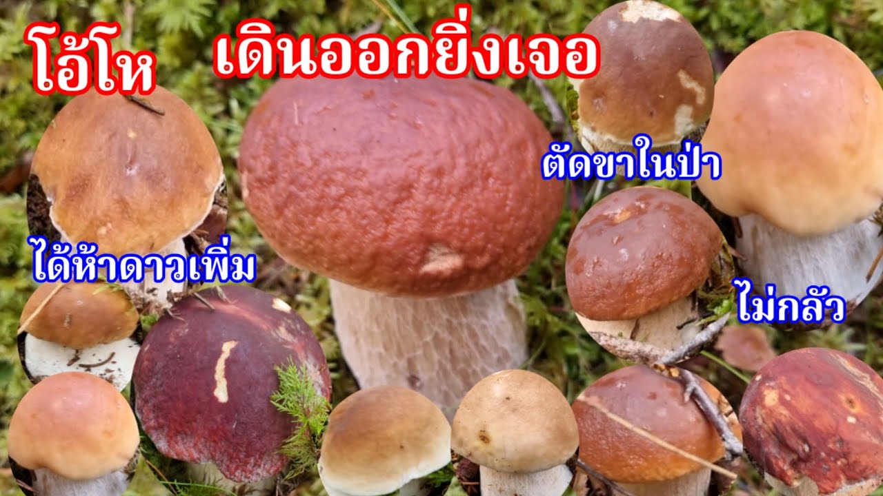 เก็บเห็ดผึ้งหวานยิ่งเดินออกยิ่งเจอ วีดีโอตกค้างจัดเต็มเก็บยาว Porcini mushroom 