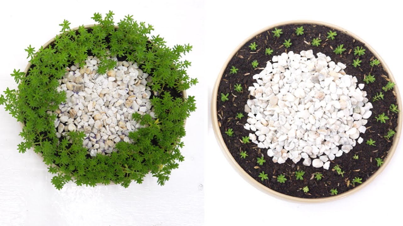 2 Super Simple Ideas for Tokyo Sun Succulent Table Top Dish Garden (Sedum Japonicum 'Tokyo Sun')