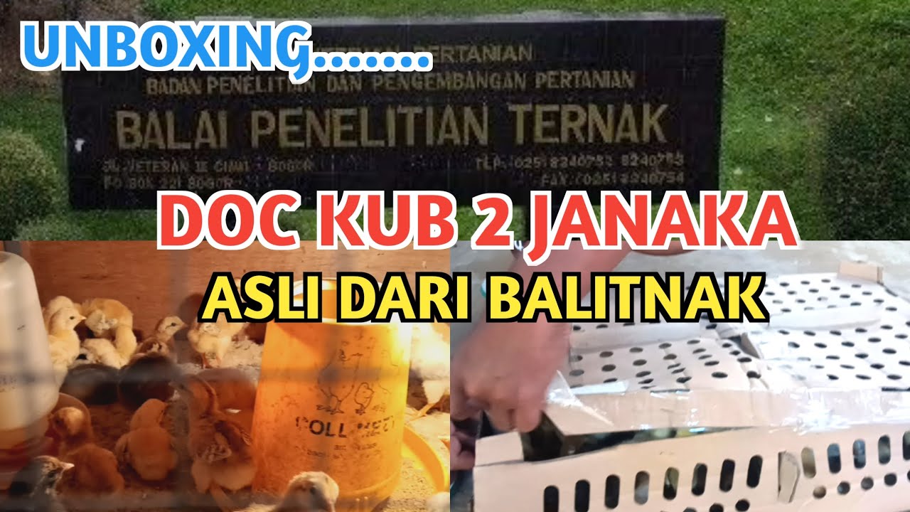 CARA PEMBELIAN DOC MURNI KUB 2 JANAKA KE BALITNAK,CIAWI,BOGOR