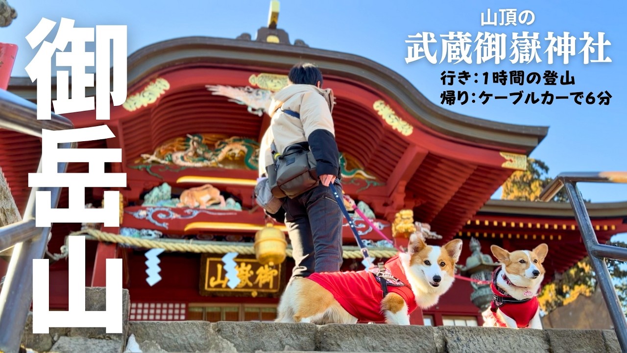 【愛犬と御岳山登山】初めての登山でヘロヘロ…帰りはケーブルカー！山頂の神社で初詣もしてきました