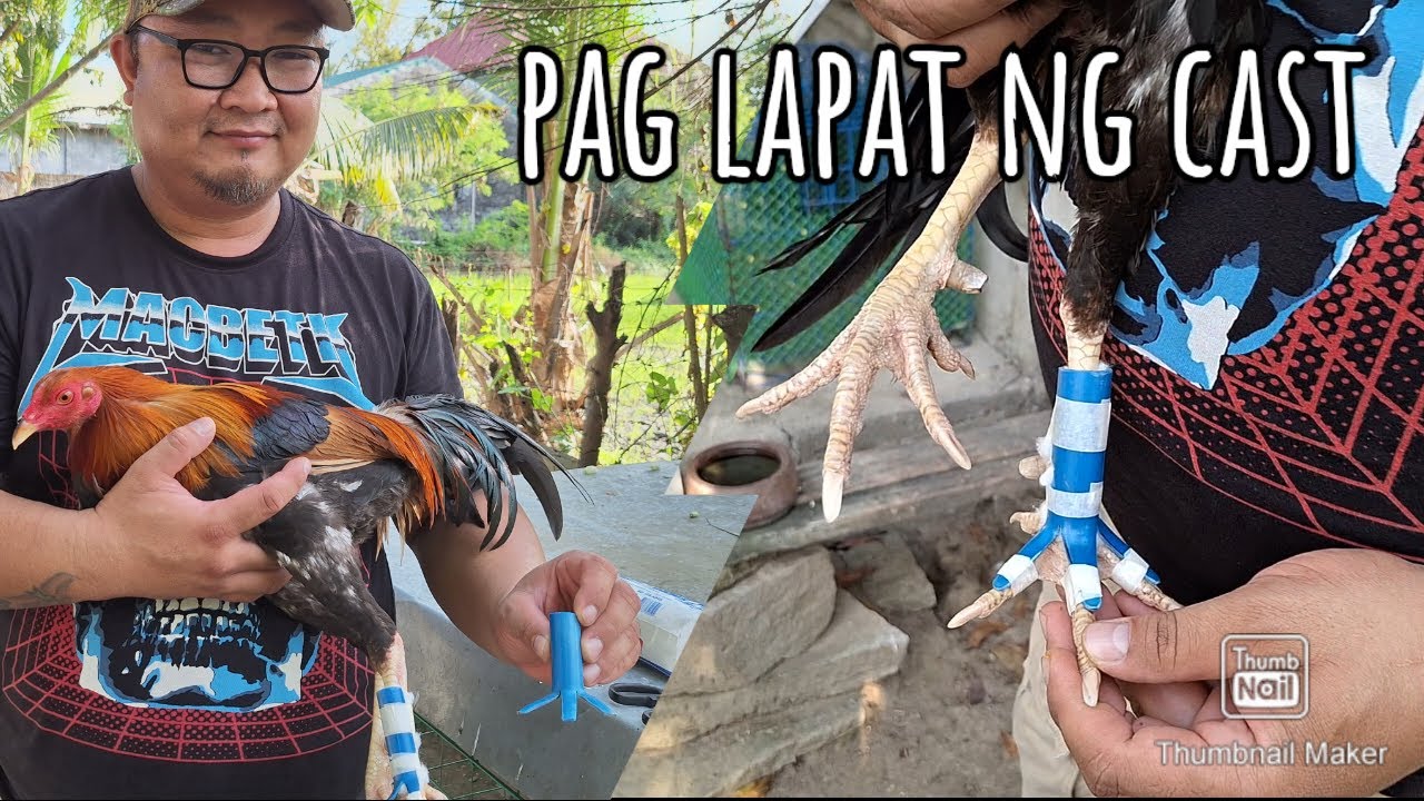 Pag lagay ng cast sa  pilay o balda nating manok