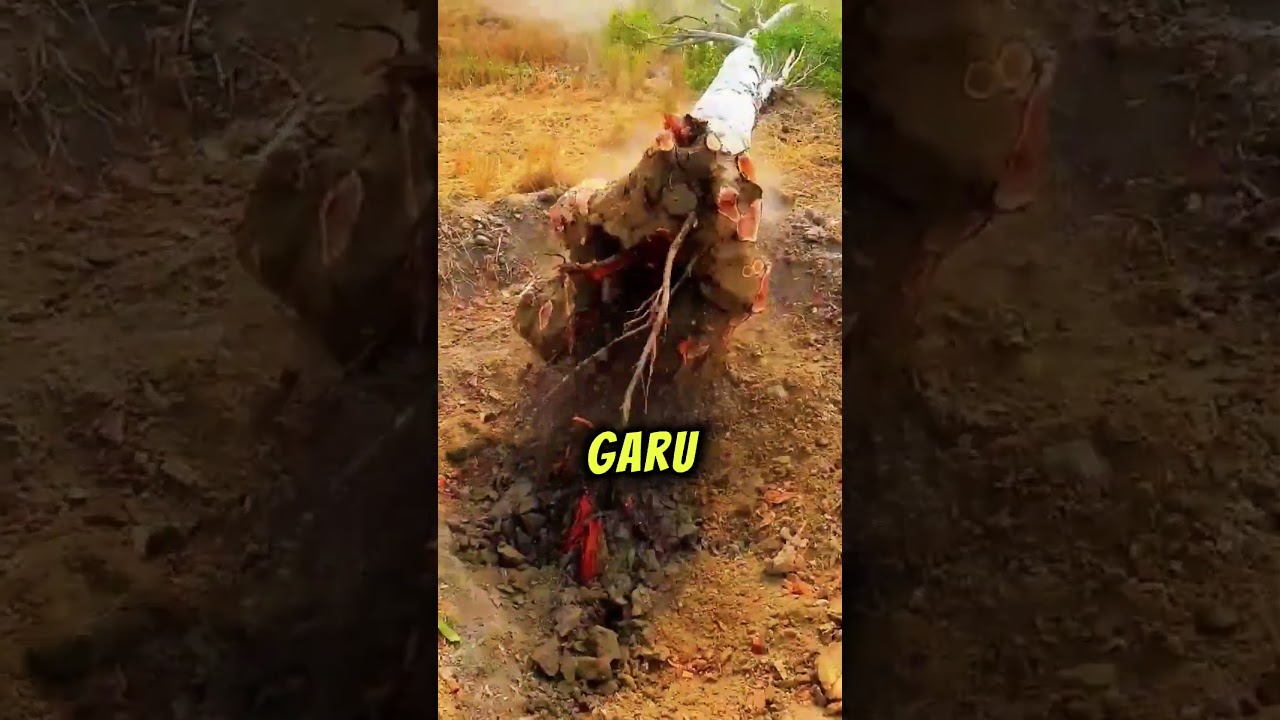 Pokok Akan Tumbang, Kalau Tak Kena Angin? 😳