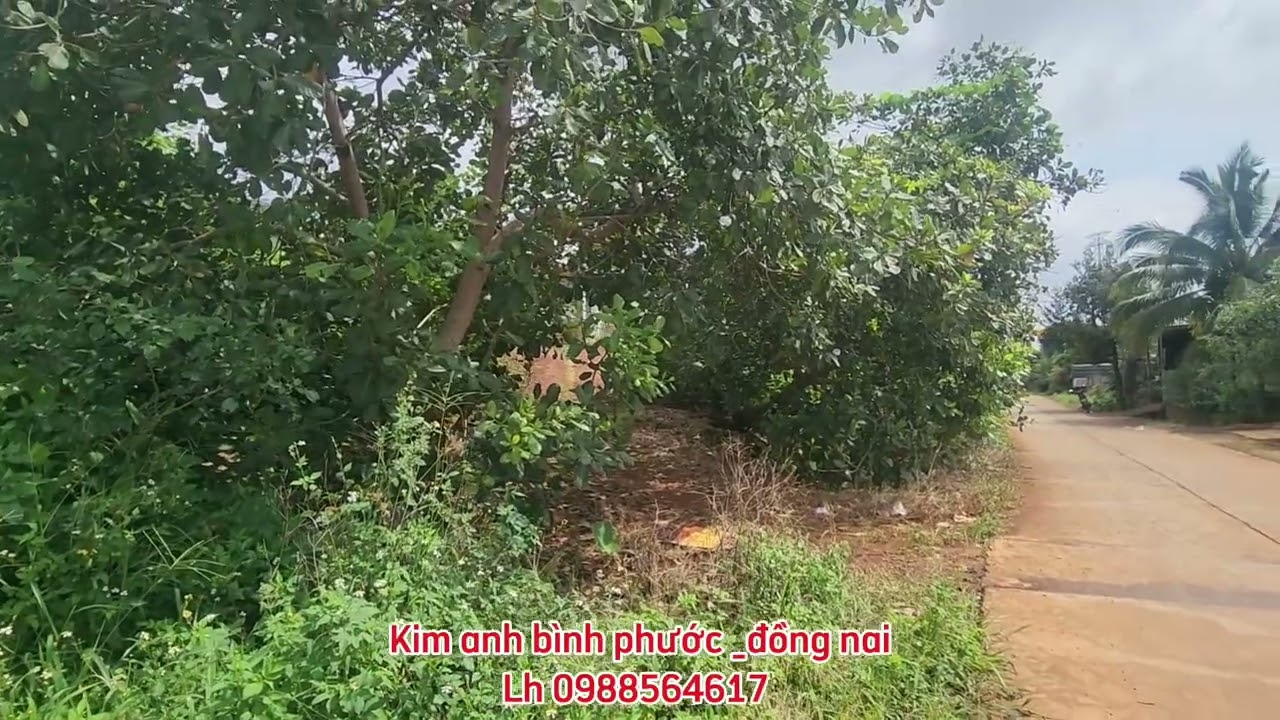 Bán đất vườn điều 2ha đương bê tông xã đức liễu bù đăng bình phước cũ lh 0988564617 