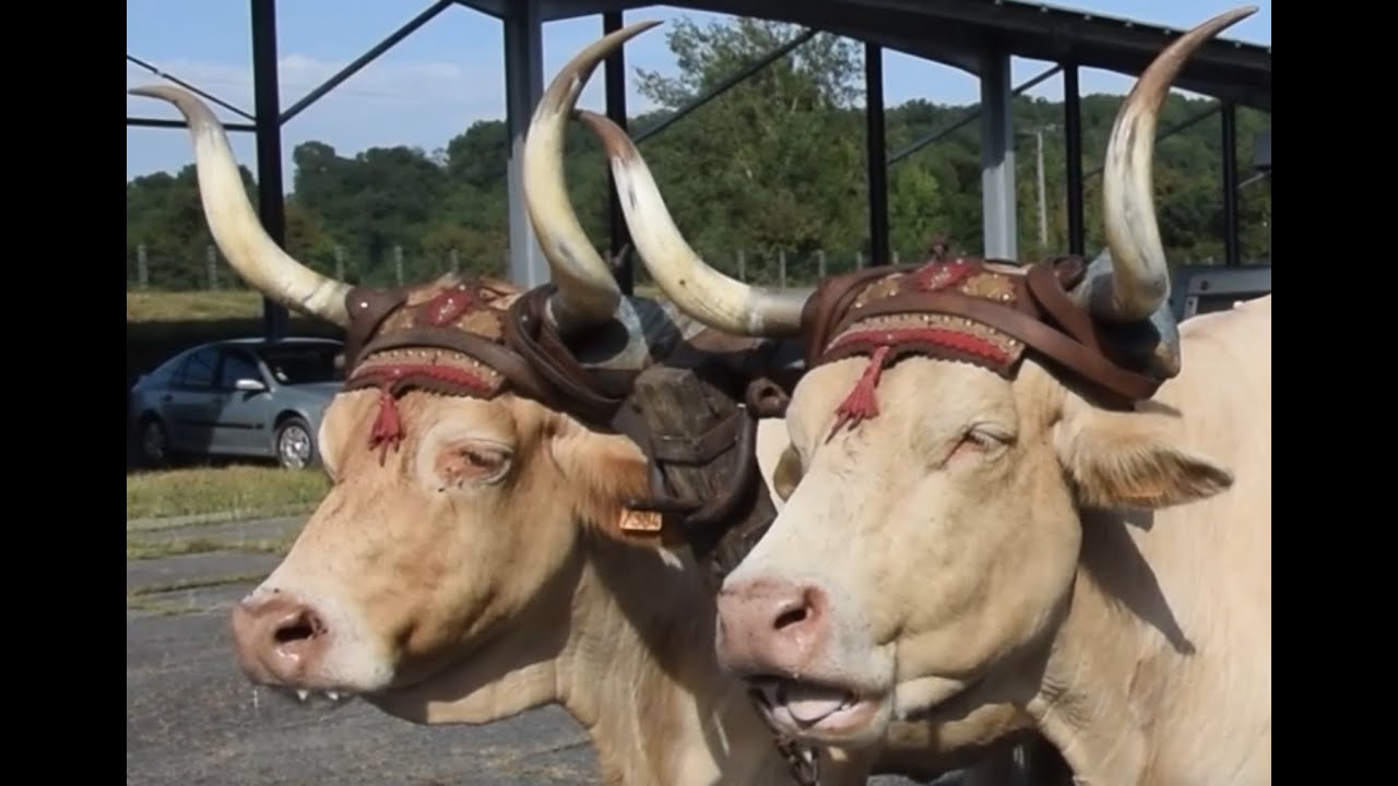 Grande Attelée Bovine