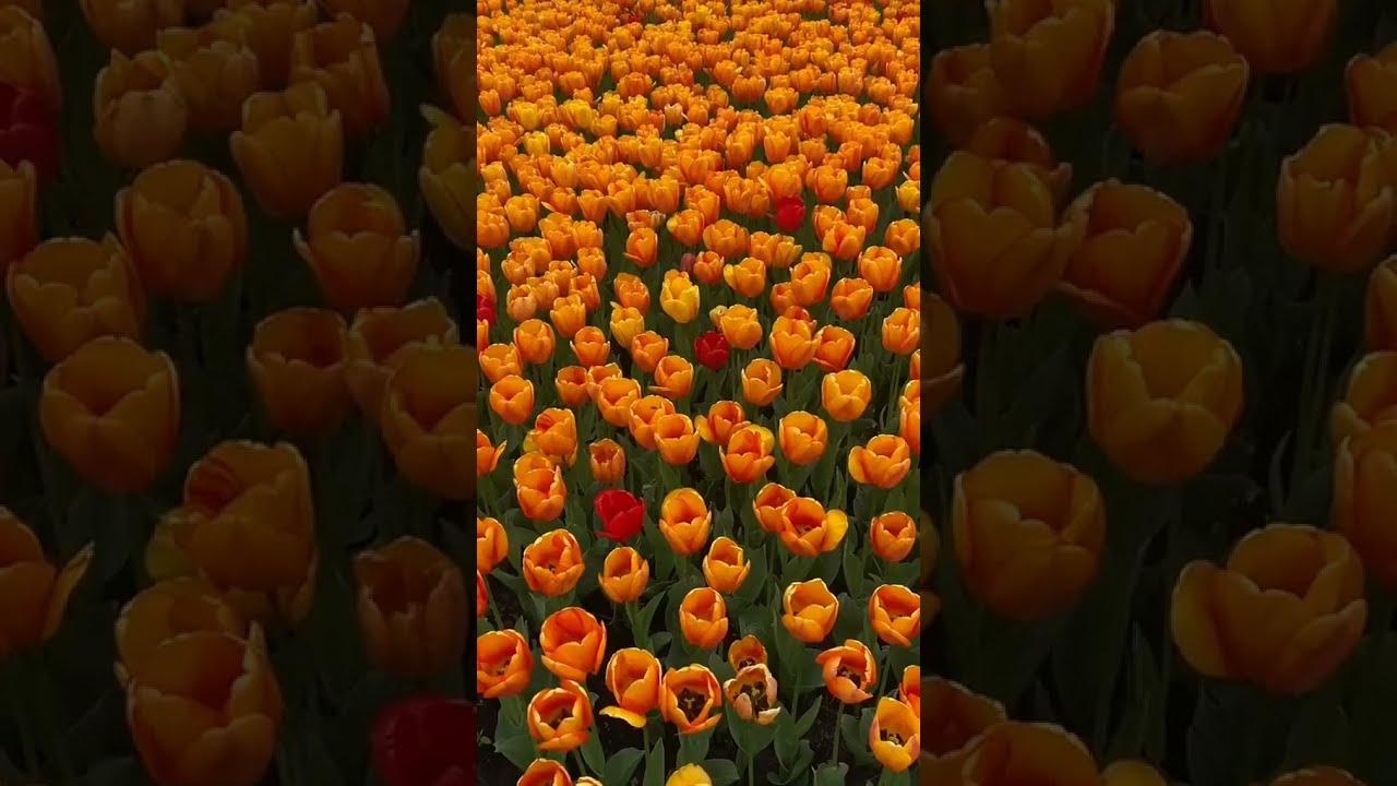 Beautiful Blooming Flowers | Gentle Vibes of Peace & Serenity