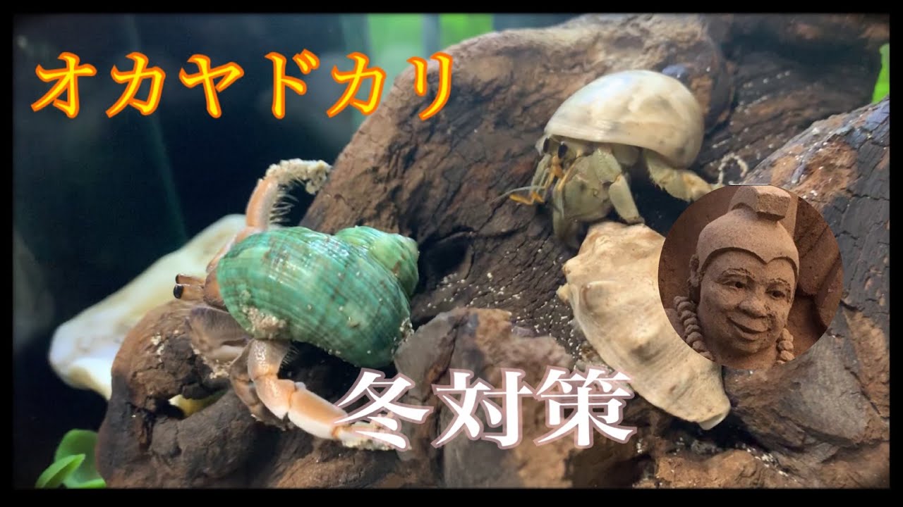 オカヤドカリ冬支度🌟