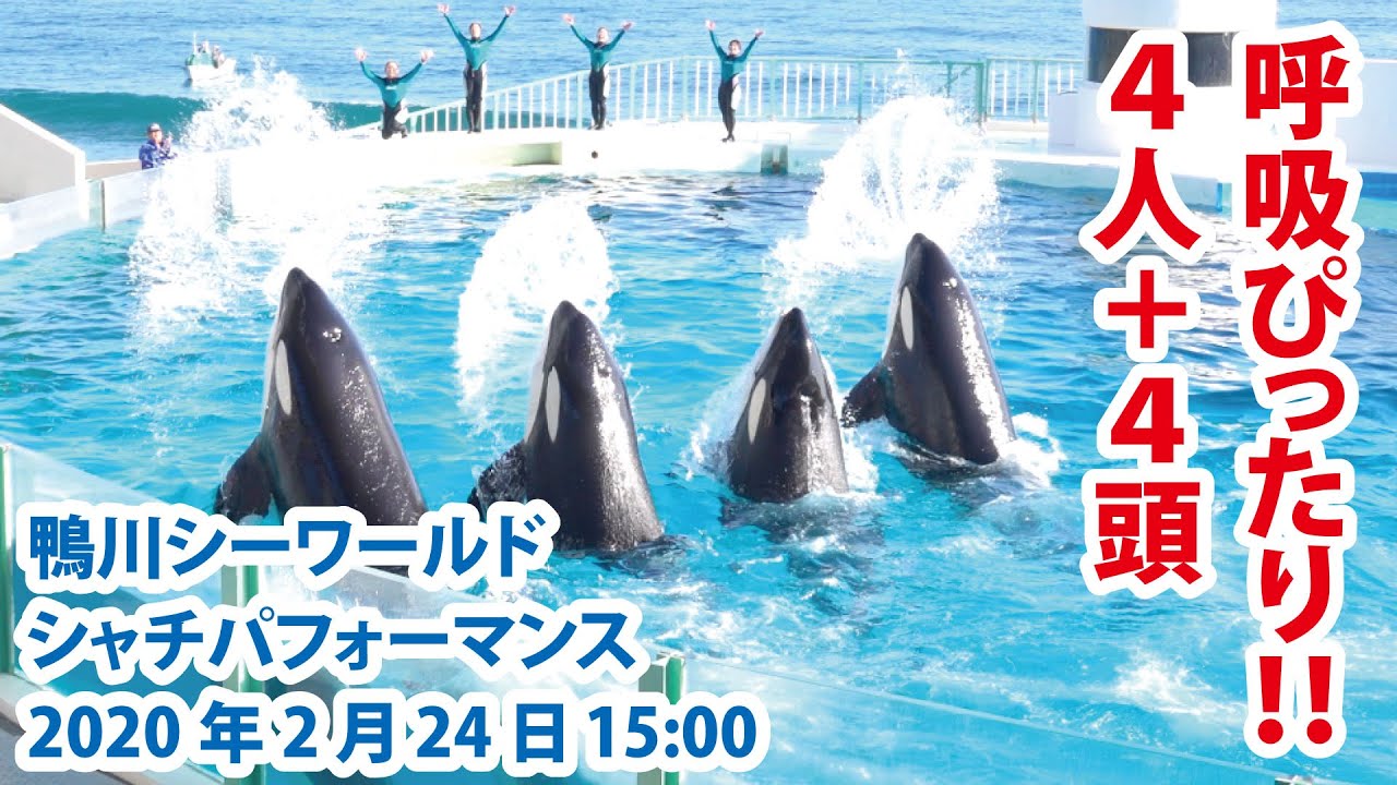 呼吸ぴったり！！４人＋４頭！！【2020年2月24日15:00　鴨川シーワールド　シャチパフォーマンス】