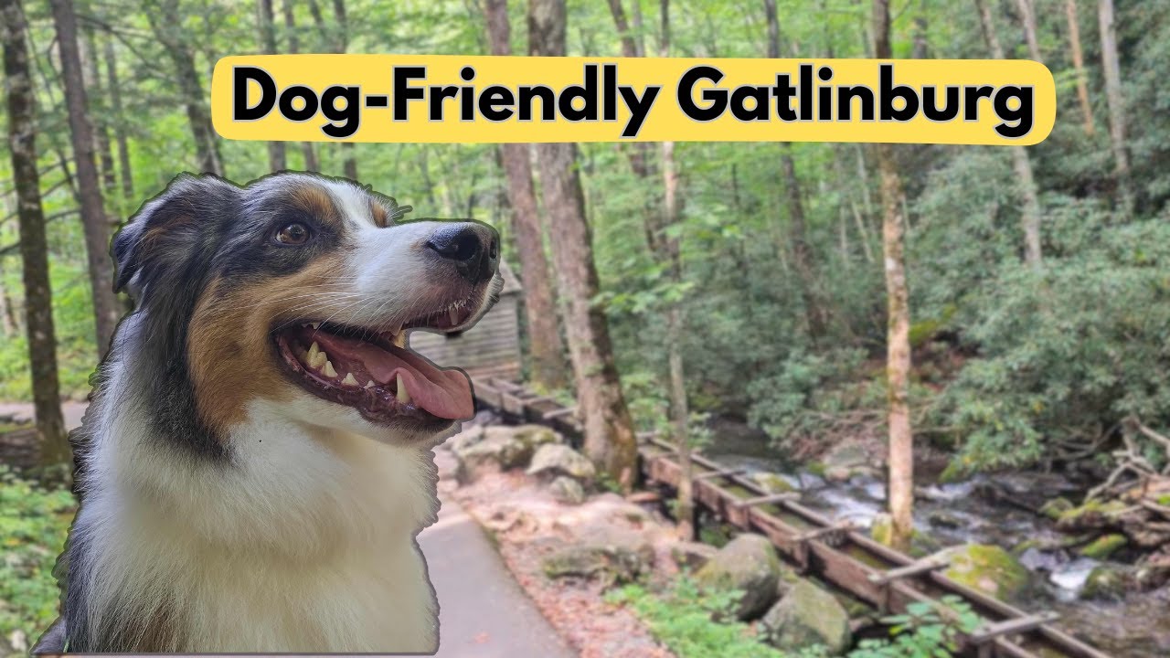 Dog-Friendly Gatlinburg: Your Ultimate Guide