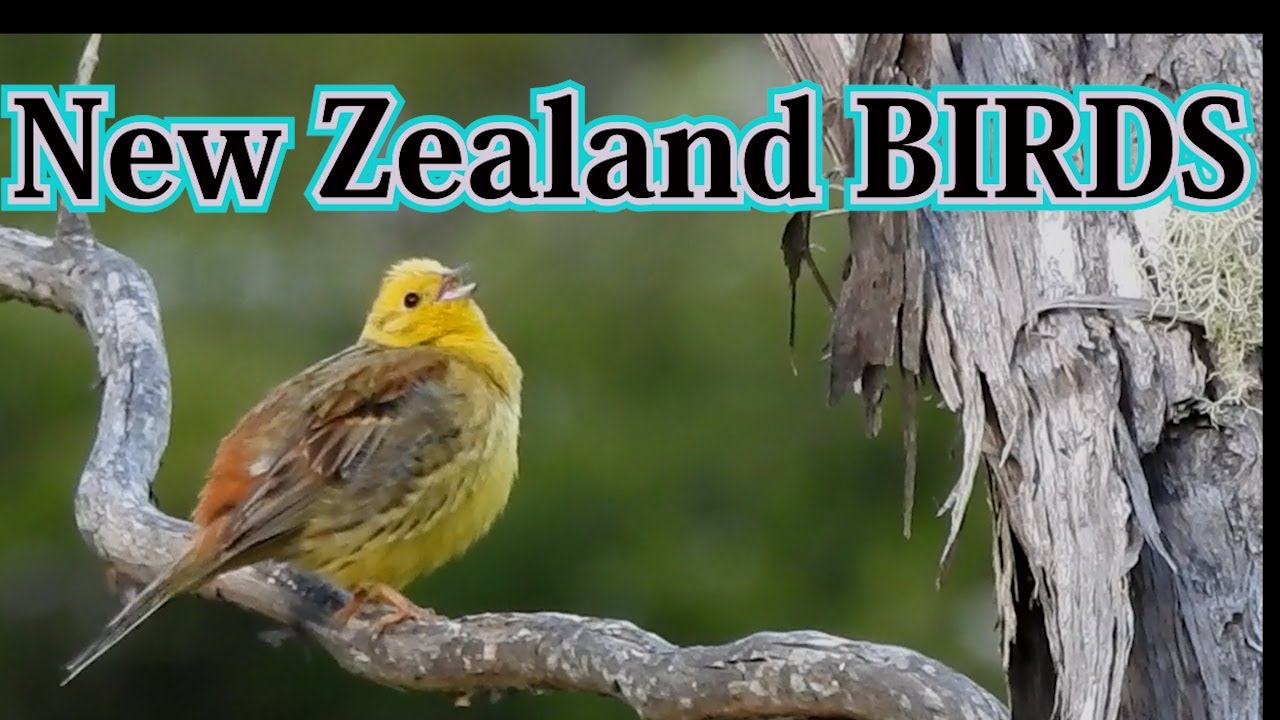 The best singing birds wildness in New Zealand