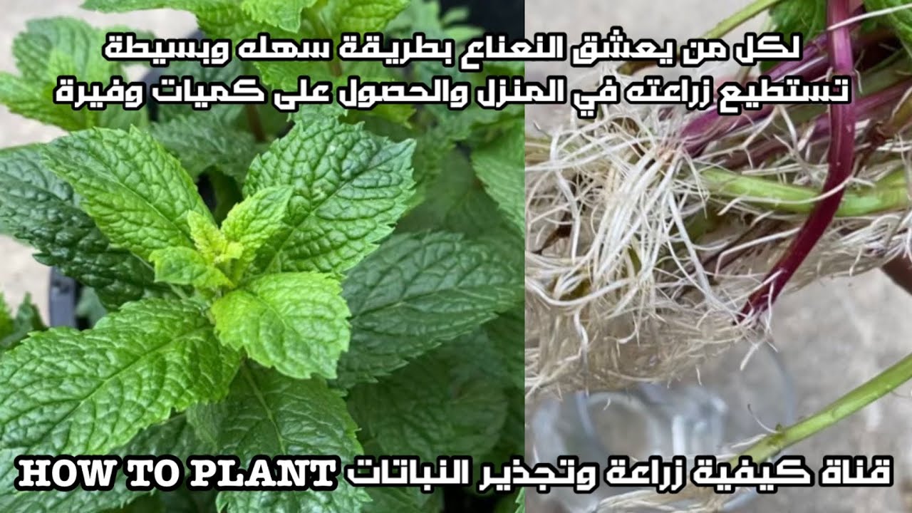 ‏أزرع النعناع بنفس طريقتي ووعد مني لن تشتريه أبدا مرة أخرى زراعة النعناع خطوة بخطوه￼