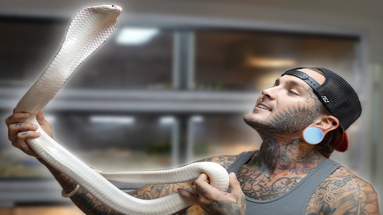 KILO🤍 Taking care of my ALL WHITE COBRA! and a few others 😎