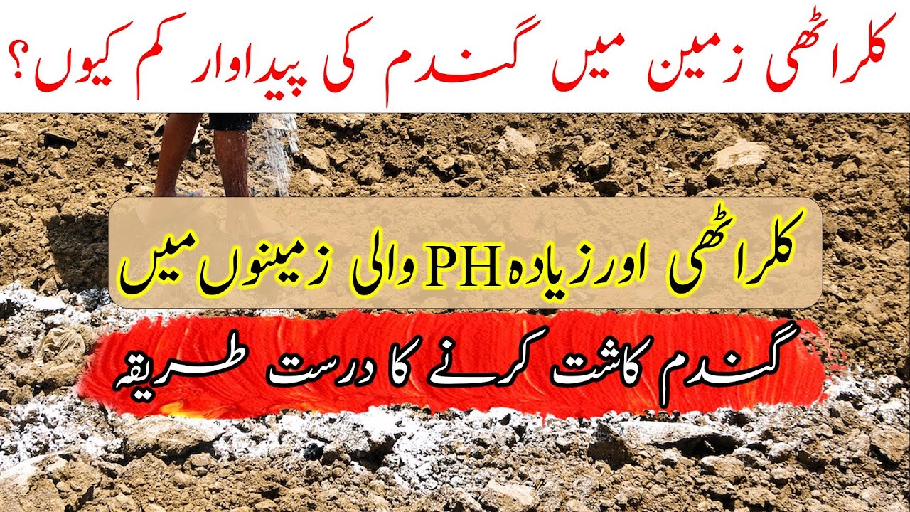 Soil salinization|agriculture information|Kalrathi zameen may Gandum ki kashat|wheat in salane soil