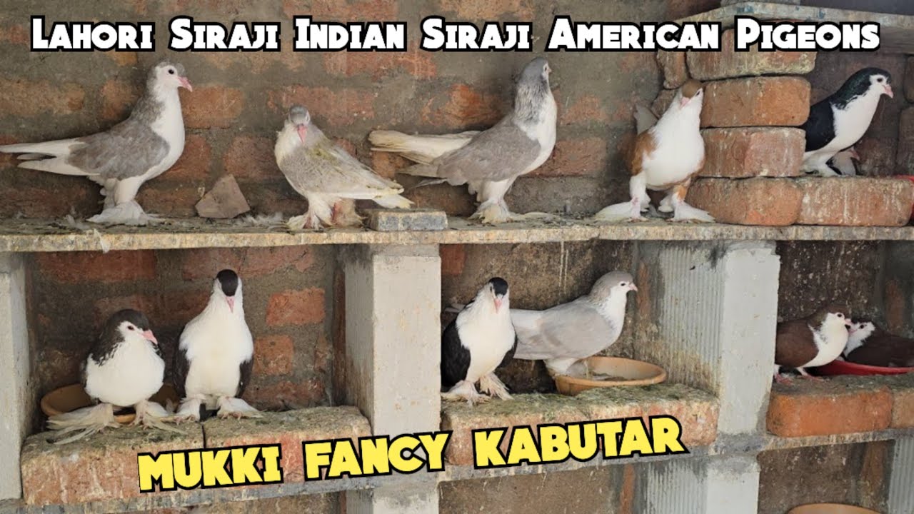 Lahori Siraji kabutar Indian siraji American pigeons available in Hyderabad | mukki fancy kabutar 
