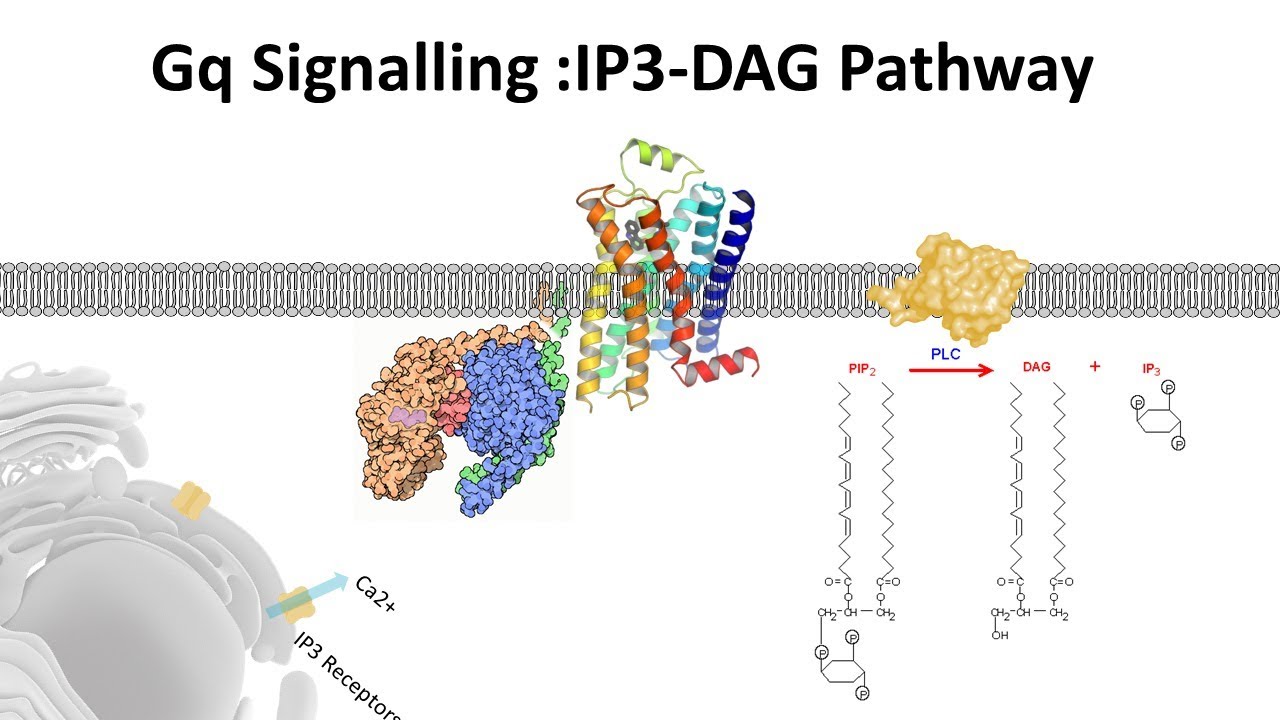 IP3 DAG Pathway( Gq signalling)