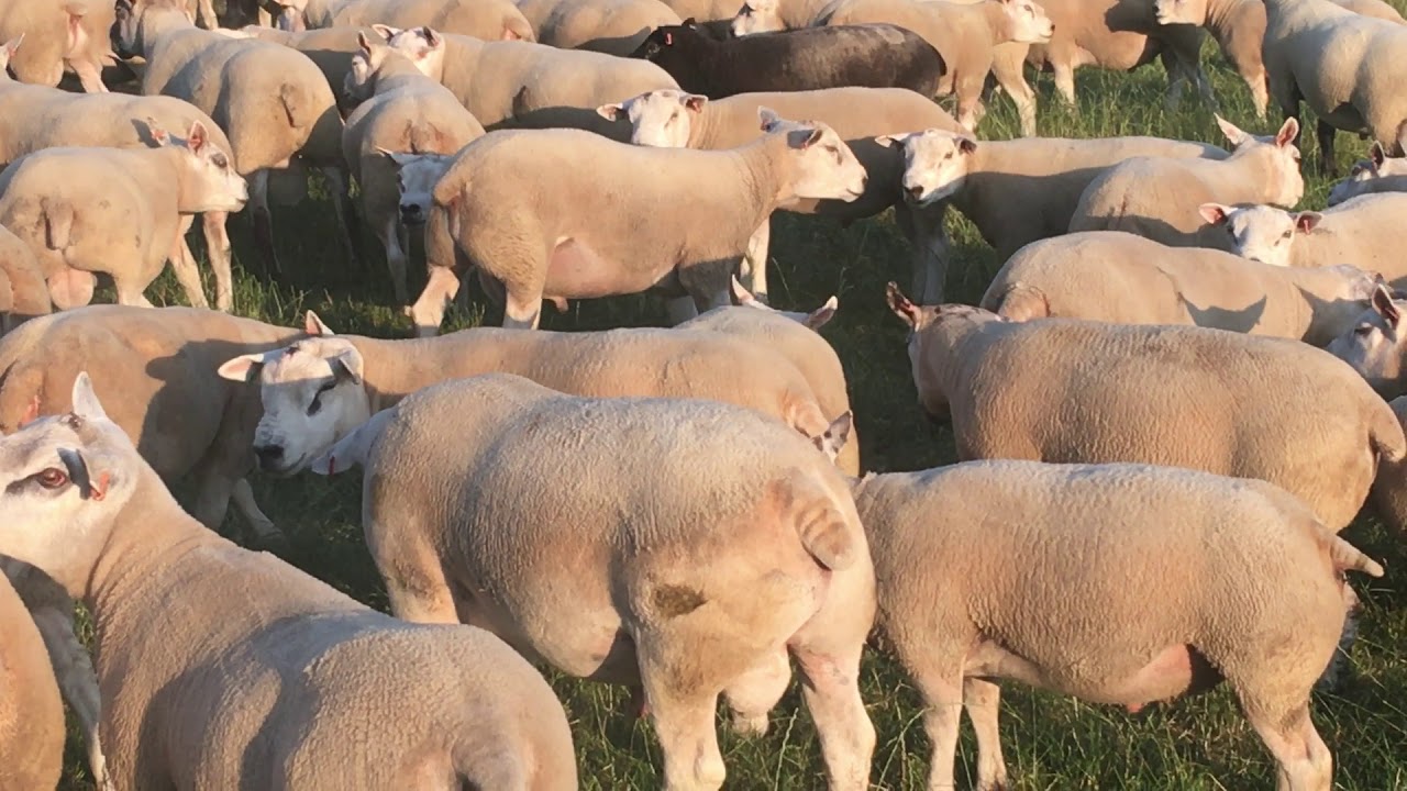 Texel & Beltex x Rams
