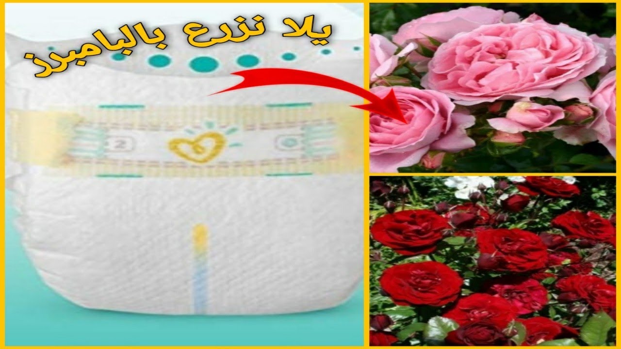 هتزرع بالبامبرز بدون طمى أو كمبوست |البوليمرات #زراعنجى