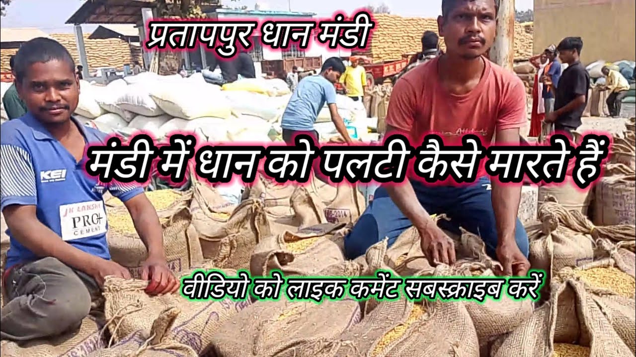 प्रतापपुर धान मंडी धान को कैसे पलटी मारते हैं वीडियो।।prtappur dhan mandi dhan Ko kaise palti marte 