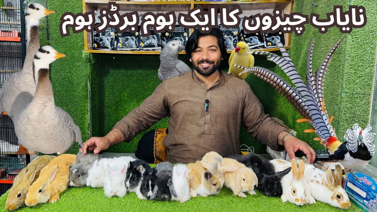 Multan Birds market rashadabad birds home latest update all Fancy and Imported Birds available here