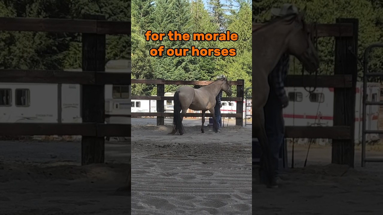 Horses like jobs but, they gotta be fun jobs with good company