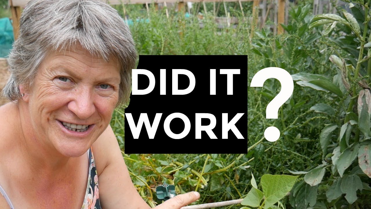 BEANS Success And Failures (perennial beans results)