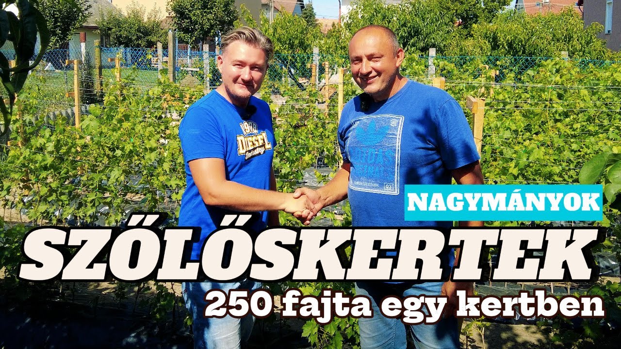 🍇 SZŐLŐSKERTEK 2./12.rész ► NAGYMÁNYOK ► 250 fajta egy kertben!