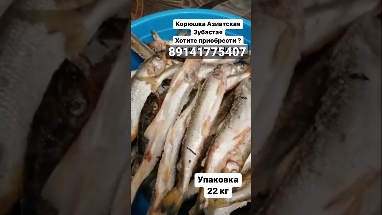 Корюшка Азиатская зубастая 330 руб за 1 кг