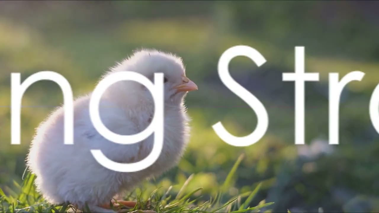 Chick's Journey: From Egg to Chicken! 🐣