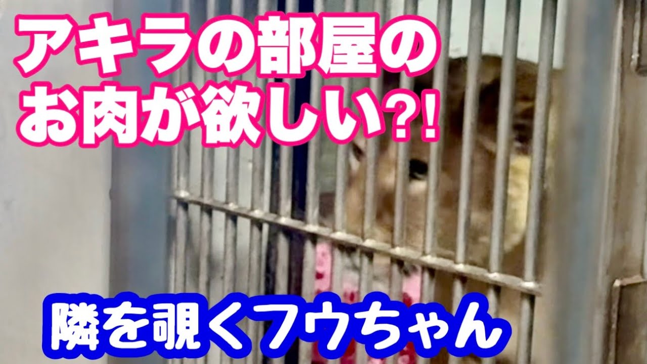 アキラのお肉が欲しい⁉️フウちゃん